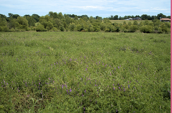 Hairy Vetch