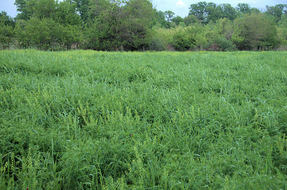 Hairy Vetch