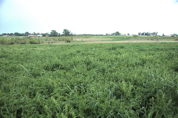 Hairy Vetch