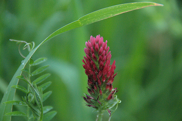 Crimson Clover