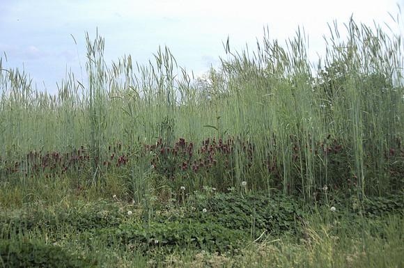 Cereal Rye & Crimson clover