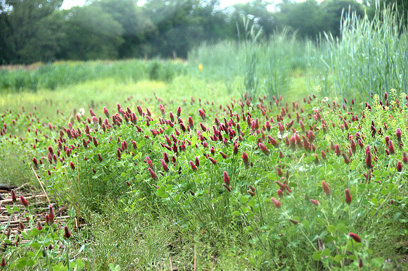 Crimson Clover