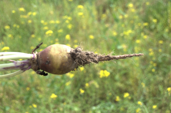 Purple Top Turnip Root