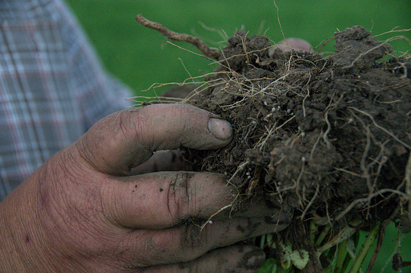 Hairy Vetch Roots and Nodules