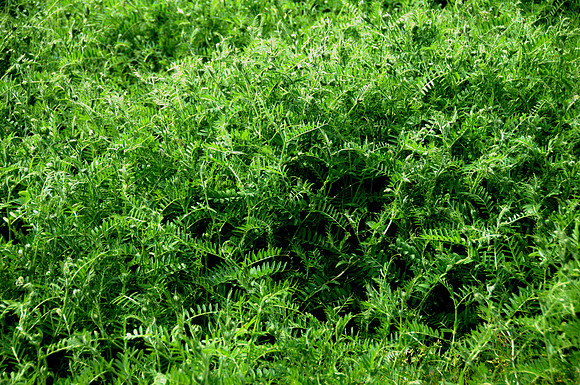 Hairy Vetch