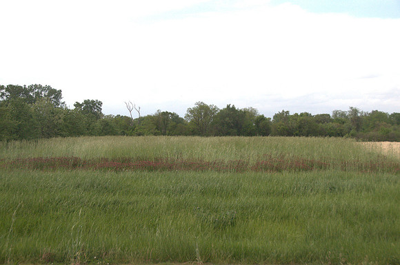 Crimson Clover & Cereal Rye Grass
