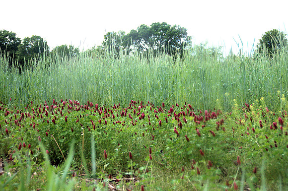 Crimson Clover