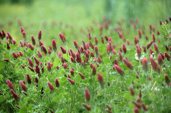 Crimson Clover