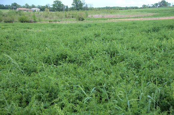 Hairy Vetch