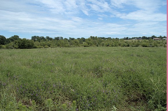 Hairy Vetch