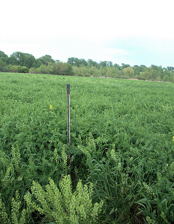 Hairy Vetch