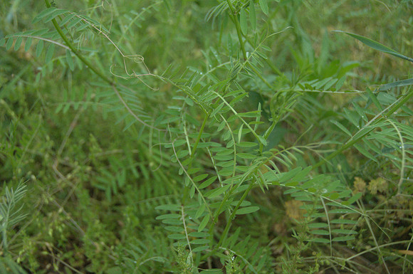 Hairy Vetch