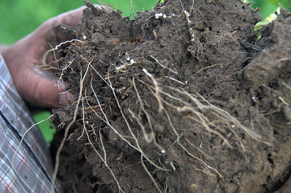Hairy Vetch Roots and Nodules
