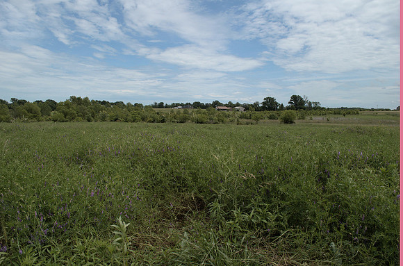 Hairy Vetch