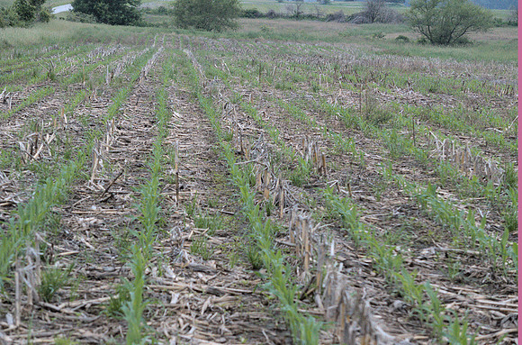 Corn in Cover Crop