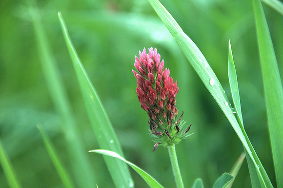 Crimson Clover