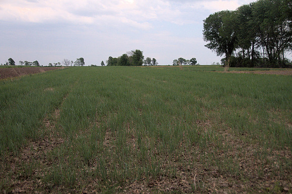 Switchgrass