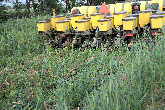 Planting into Cover crops