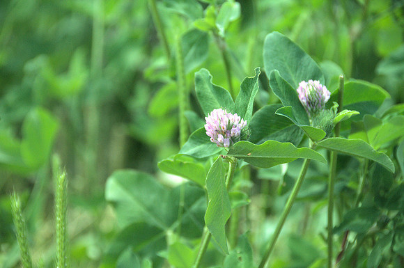Red Clover
