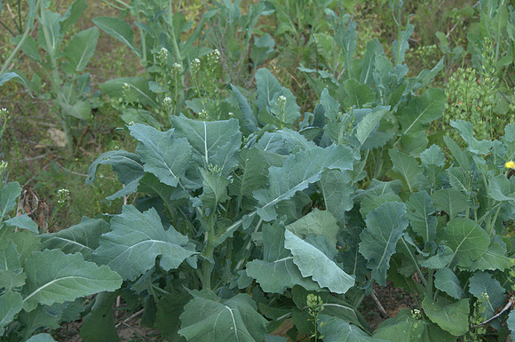 Kale/Bayou Rape