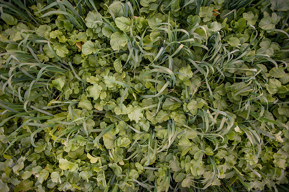 Mixed Tillage Radish Cover Crop