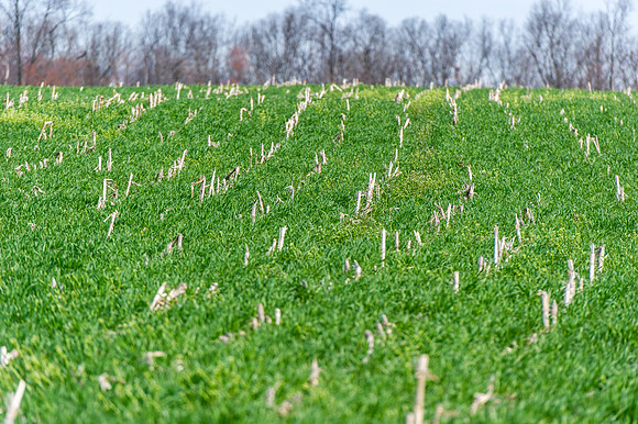 Cover Crops